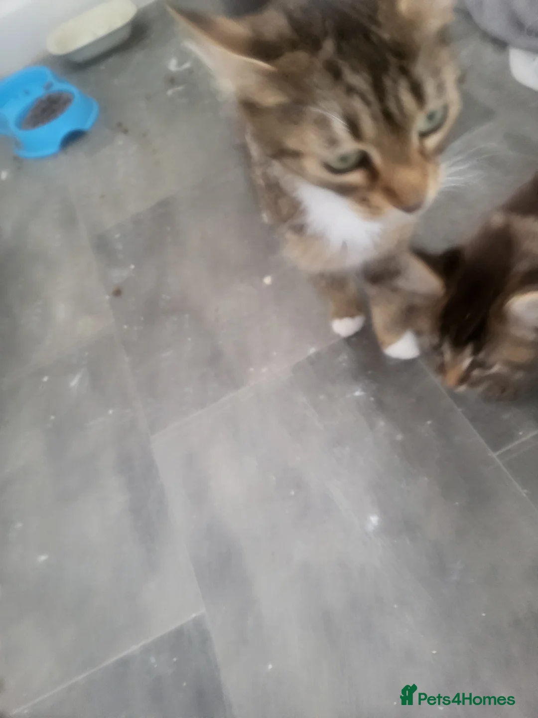 British Shorthair cats for sale: Kittens in Cheltenham - Advert 1