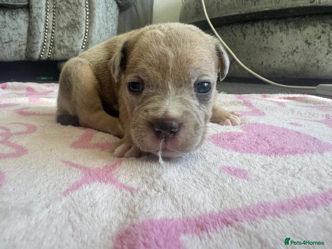 Staffordshire Bull Terrier dogs for sale: Staff puppies for sale  - Advert 38