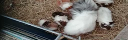 Guinea Pig rodents for sale: 5Baby Half-Peruvian Guinea Pigs Need Loving Homes  - Advert 9