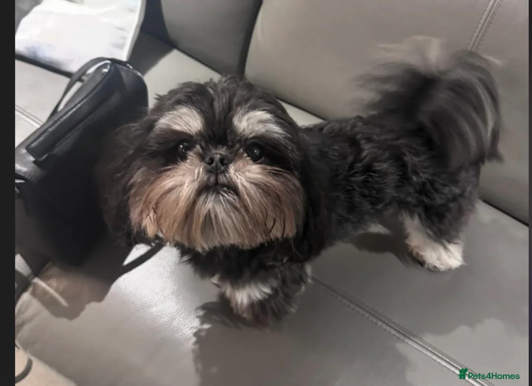 Shih Tzu dogs for stud: KC Reg Dobie Imperial Shih Tzu Stud (PROVEN) 👑  - Advert 11