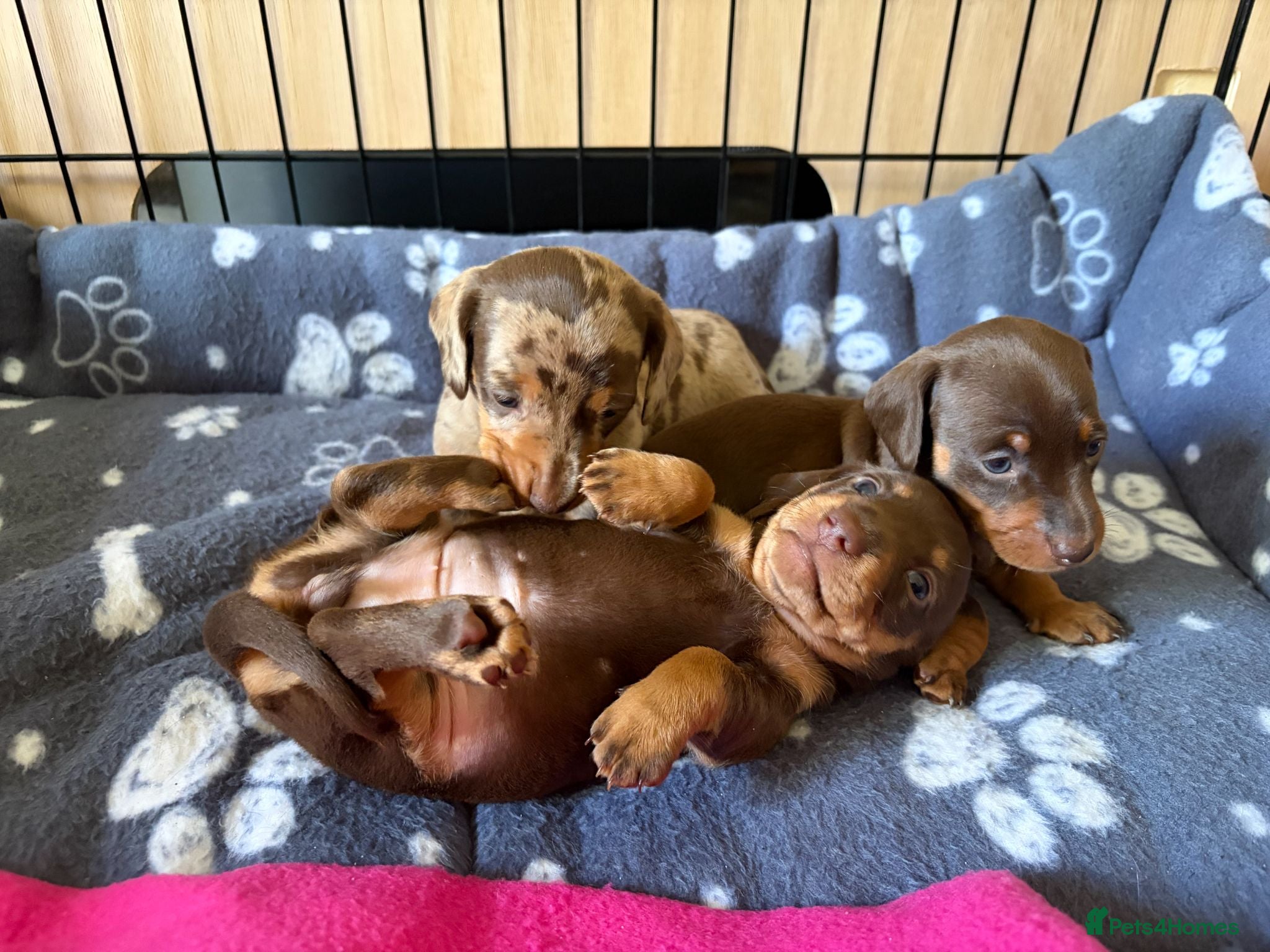 Dachshund dogs Smooth Dachshund Pups - Dapple & Brown/Tan - Devon - Advert 7