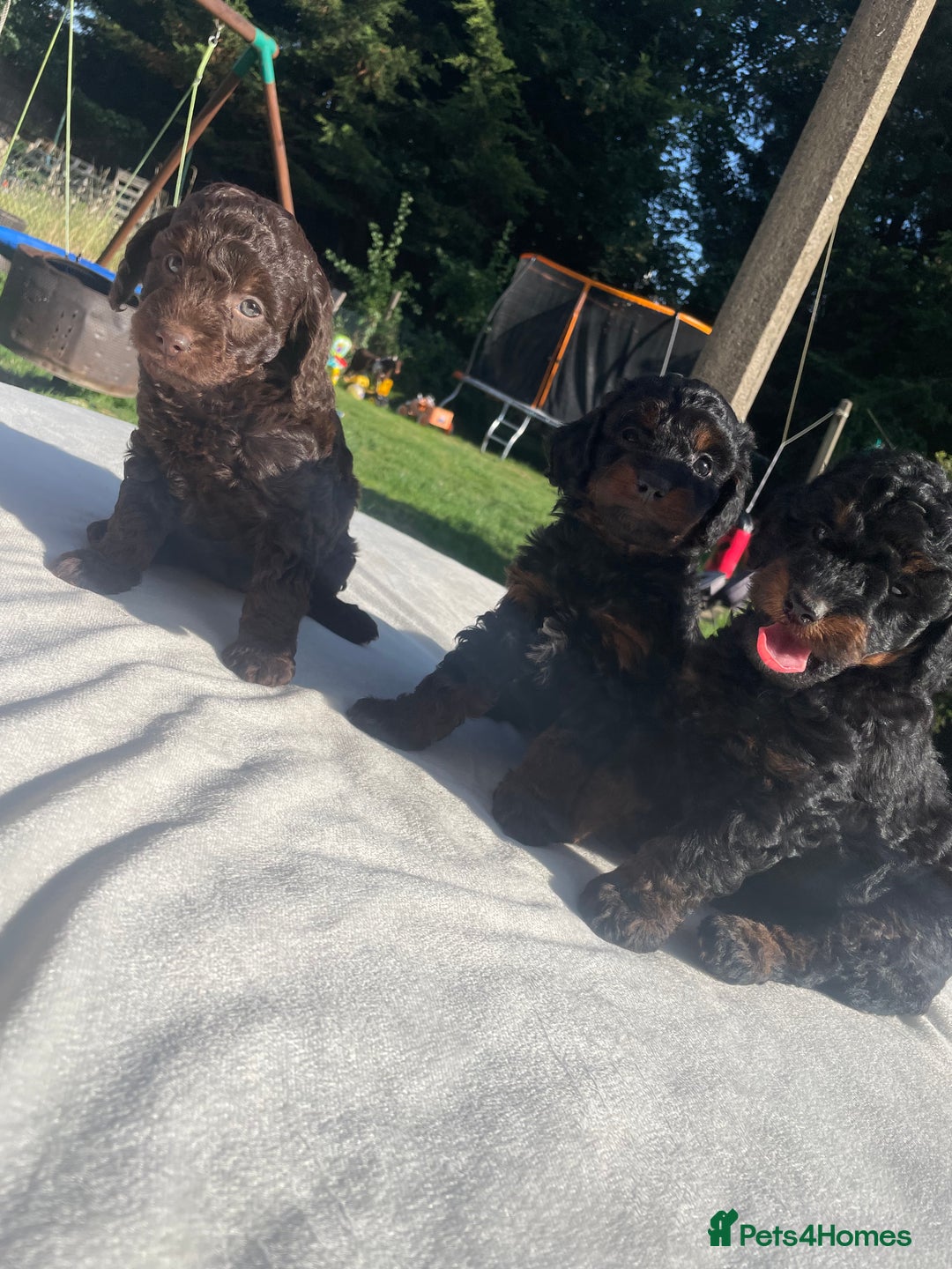Cockapoo dogs for sale: Cockapoo Ready to leave now💕Only 1 boy left! - Image 14