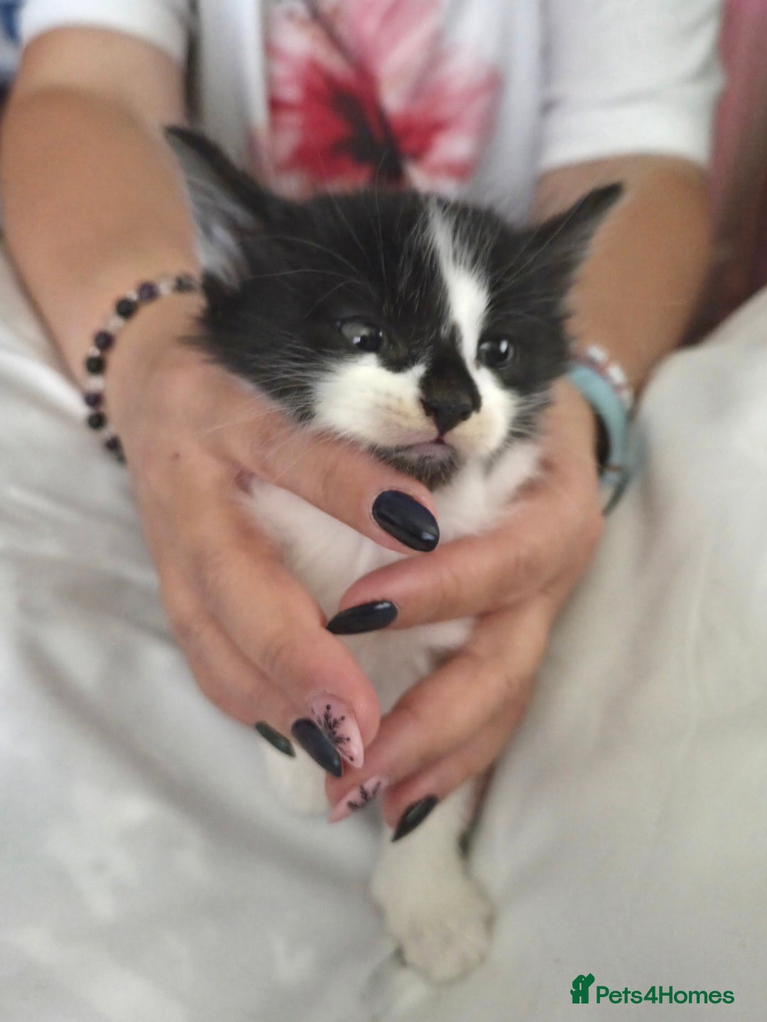 European cats for sale: 8 kittens looking for a new home for 2026! - Advert 4