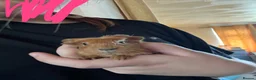 Guinea Pig rodents for sale: Baby Guinea Pigs - Advert 6