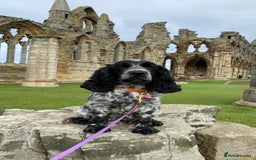 Cocker Spaniel dogs for sale: Pedigree Show Cockers in Selby - Image 11
