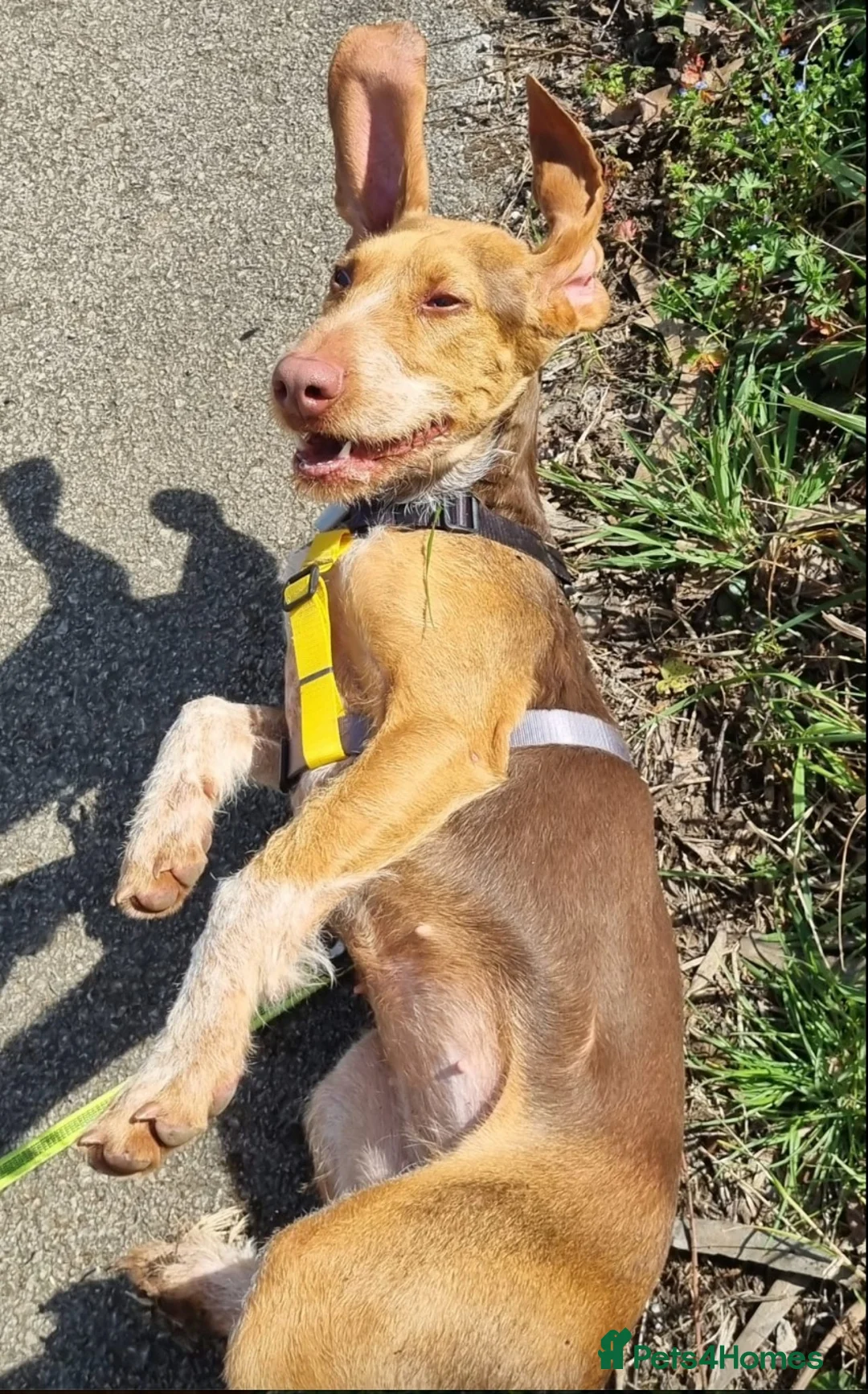 Mixed Breed dogs for adoption: Mimosa  - Advert 13