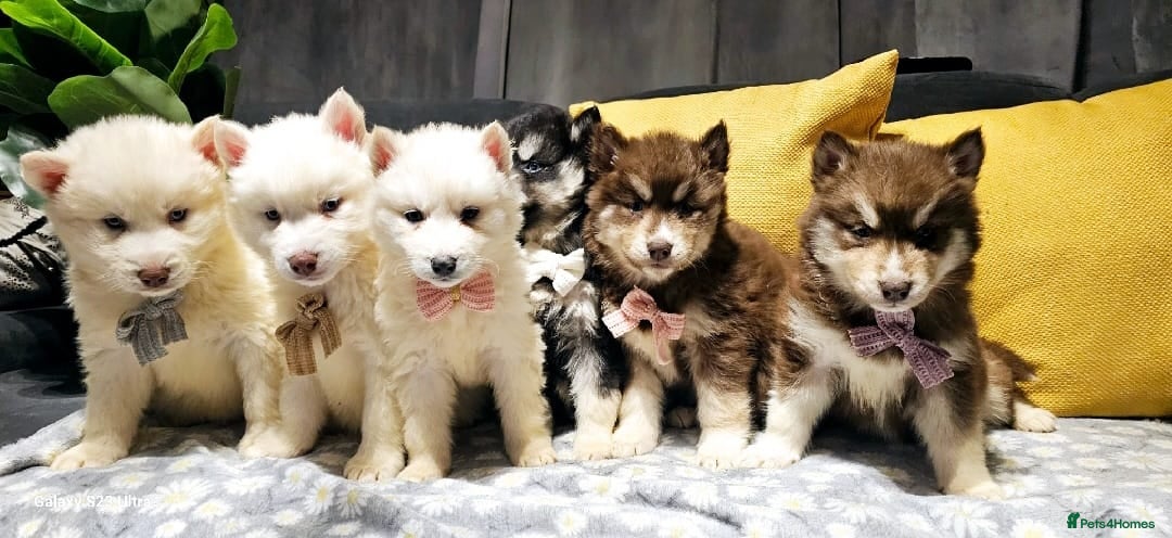 Siberian Husky dogs Wooly Siberian huskies - all Blue Eyes - Advert 11