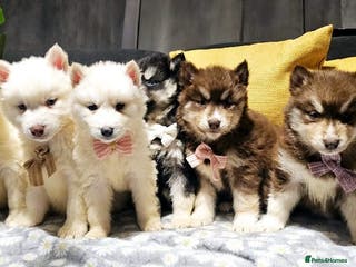 Siberian Husky dogs Wooly Siberian huskies - all Blue Eyes - Advert 7