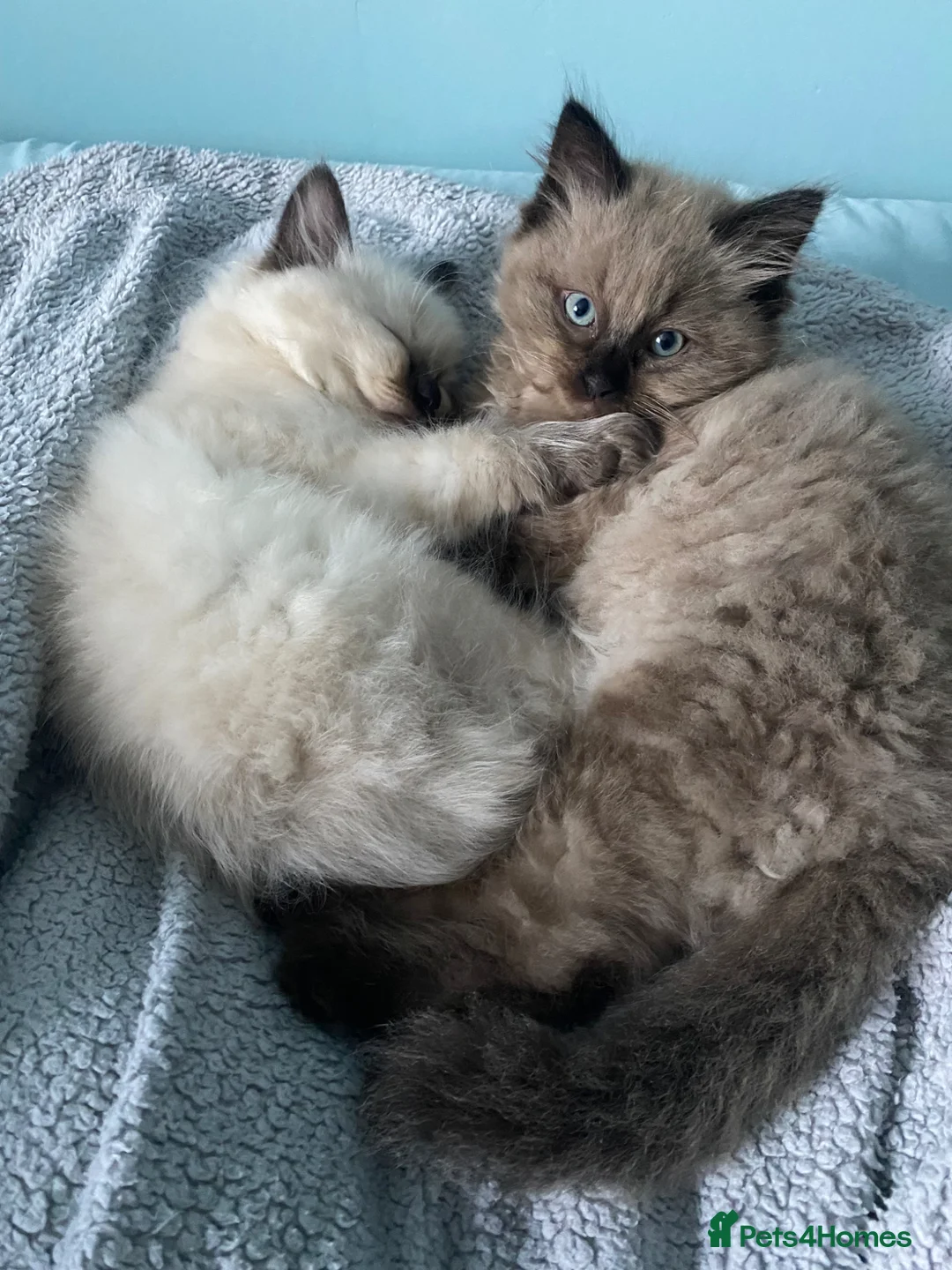 Ragdoll cats for sale: Ragdoll kittens boys and girls  - Advert 1