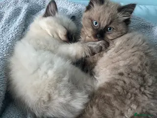 Ragdoll cats Ragdoll kittens boys and girls - Advert 1