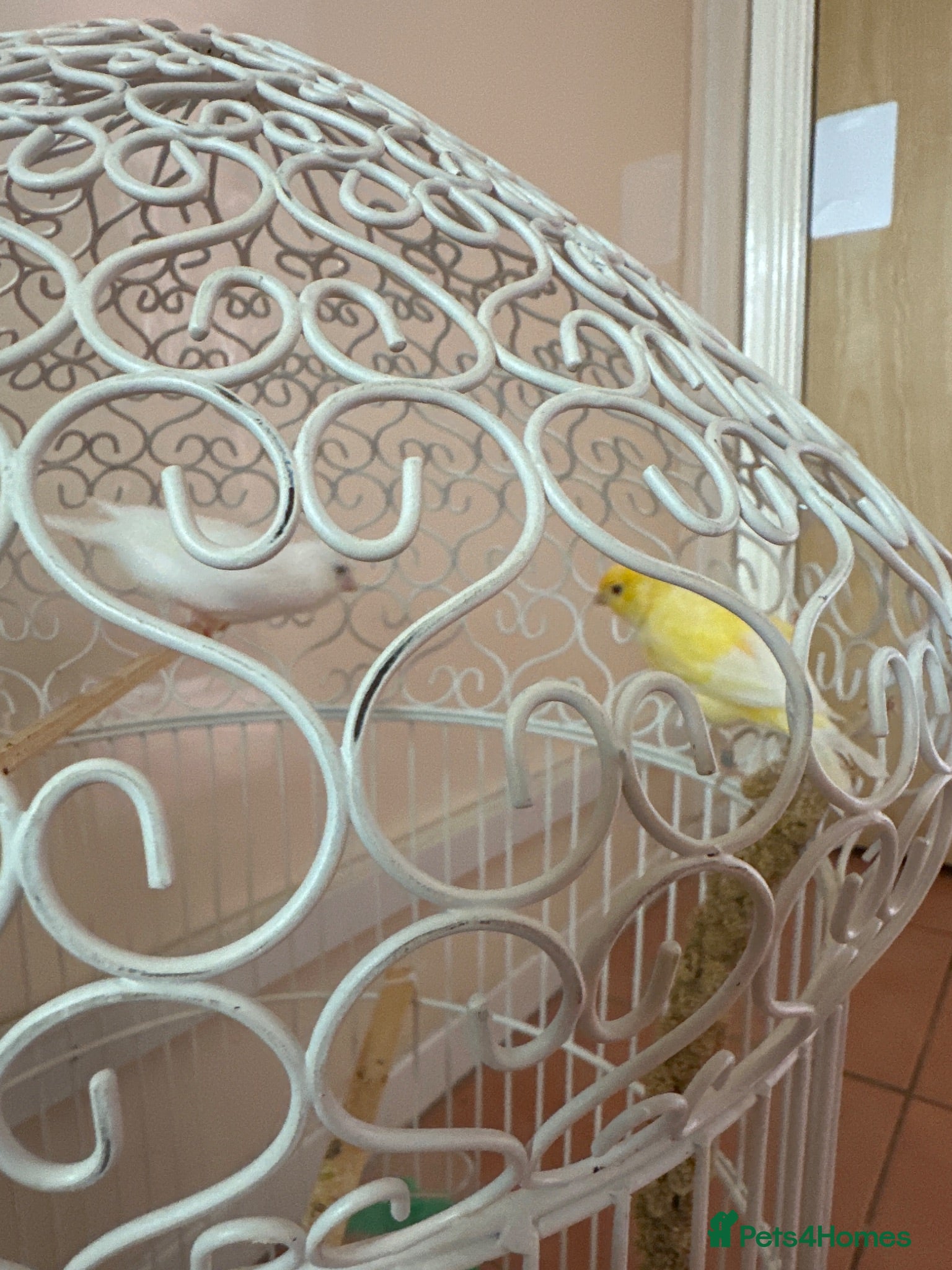 Canaries birds Pair canaries with cages  - Advert 1