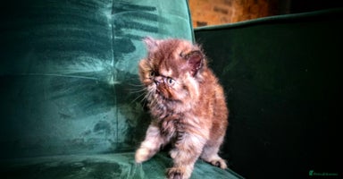 Persian cats - Advert 12