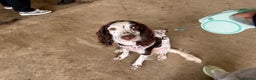 Mixed Breed dogs for sale: Chi sprocker  - Advert 19