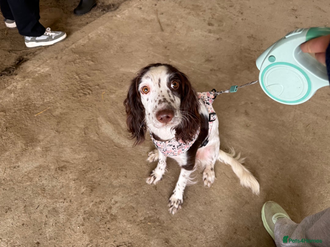 Mixed Breed dogs for sale: Chi sprocker  - Image 19