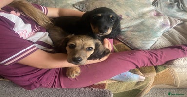 Miniature Dachshund dogs - Advert 8