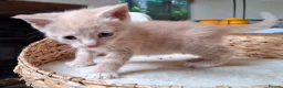 Mixed Breed cats for sale: FLUFFY MAINE COON CROSS KITTENS - Advert 4