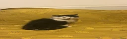 British Longhair cats for sale: Beautiful Long Haired Kitten for sale - Advert 9