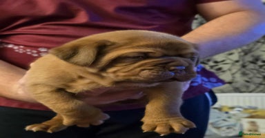 Dogue De Bordeaux dogs - Advert 10