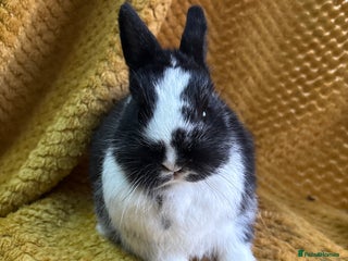 Netherland Dwarf rabbits Stunning Netherland dwarves - Advert 9