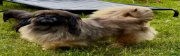 Pekingese dogs for adoption: 🐾 TIFFANY – Female Pekingese 🐾 - Advert 4