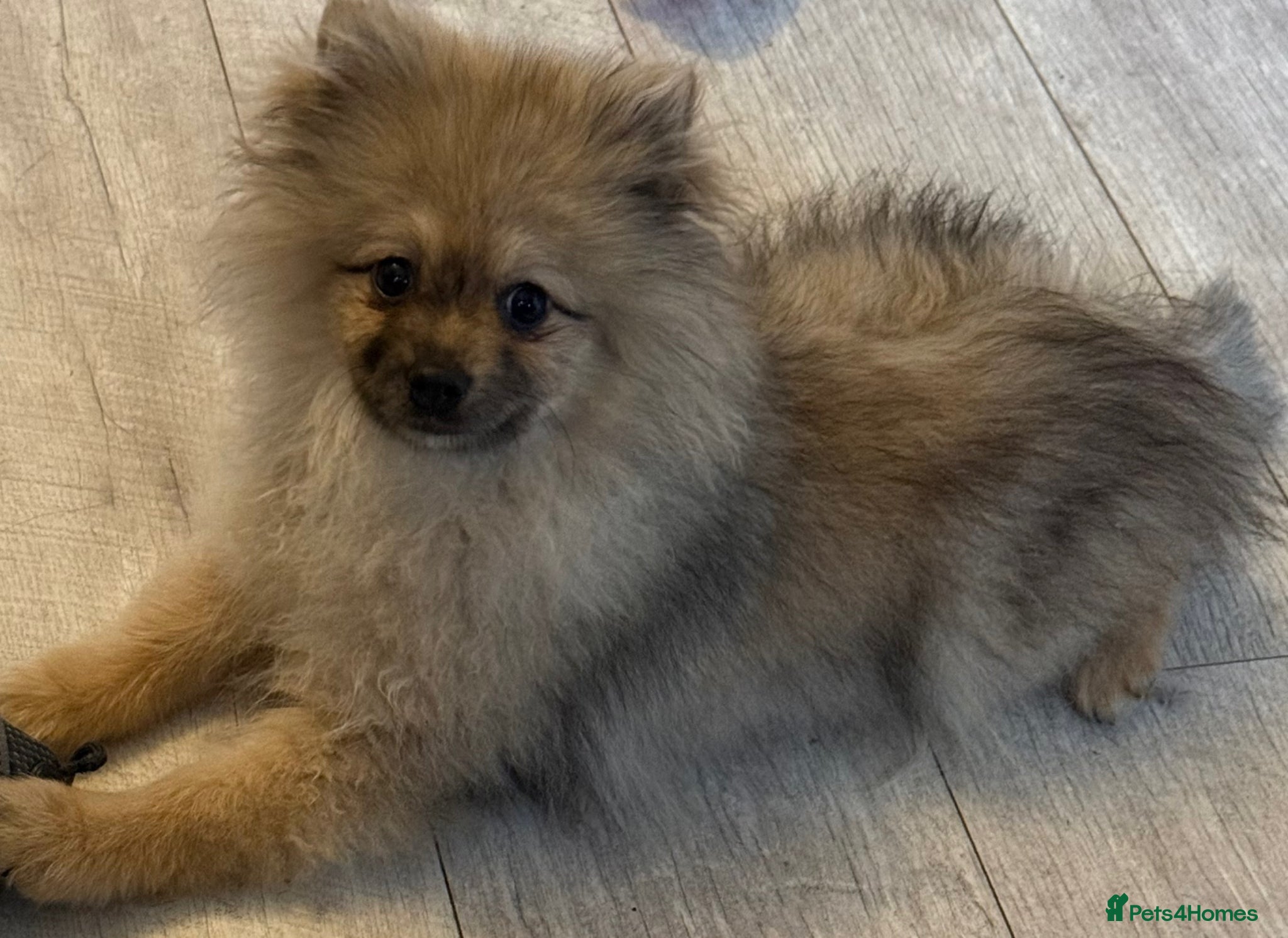 Pomeranian dogs STUNNING POMERANIAN BOY 💙 - Advert 1