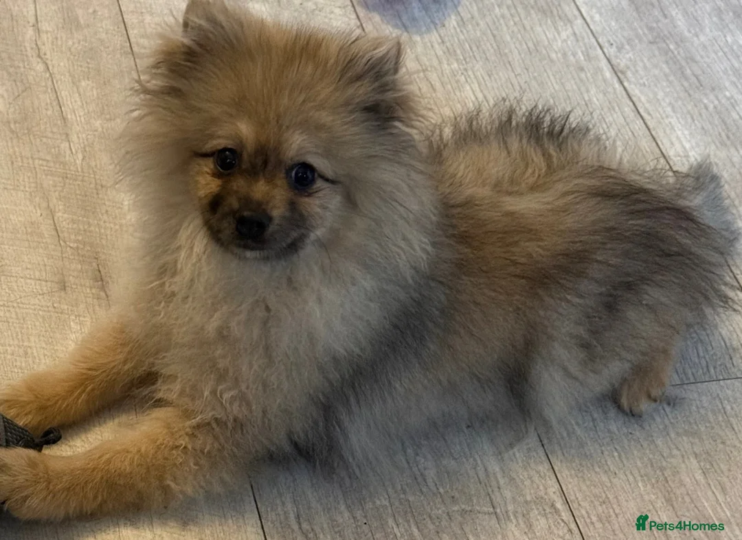 Pomeranian dogs for sale: STUNNING POMERANIAN BOY 💙 - Advert 1
