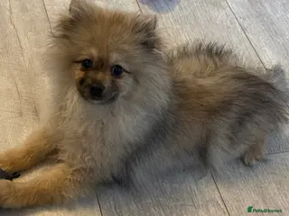 Pomeranian dogs STUNNING POMERANIAN BOY 💙 - Advert 1