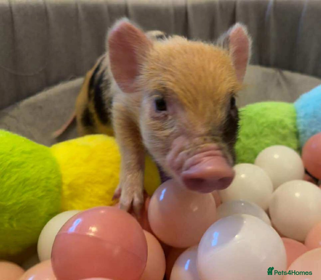 Pig livestock for sale: Micro pigs /t cup - Advert 19