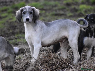 Saluki dogs ✨ Only one boy left, last chance to get lucky✨ - Advert 4