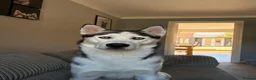 Siberian Husky dogs for sale: Buzz..... - Advert 4
