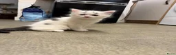 Mixed Breed cats for sale: Lovely kittens looking for their forever home  - Advert 6