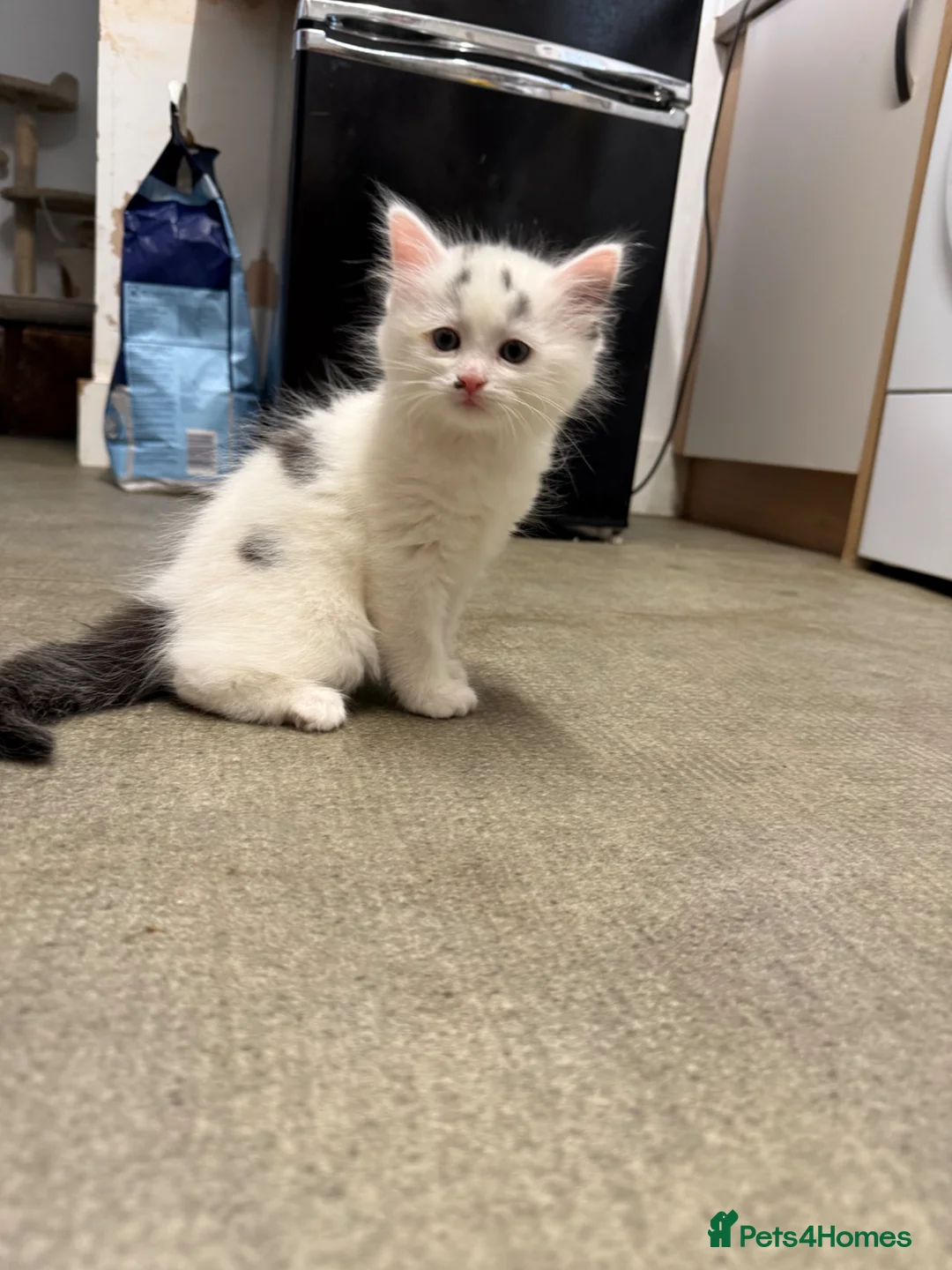 Mixed Breed cats for sale: Lovely kittens looking for their forever home  - Advert 6