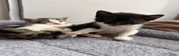 Mixed Breed cats for sale: Beautiful Affectionate Kittens - Advert 4