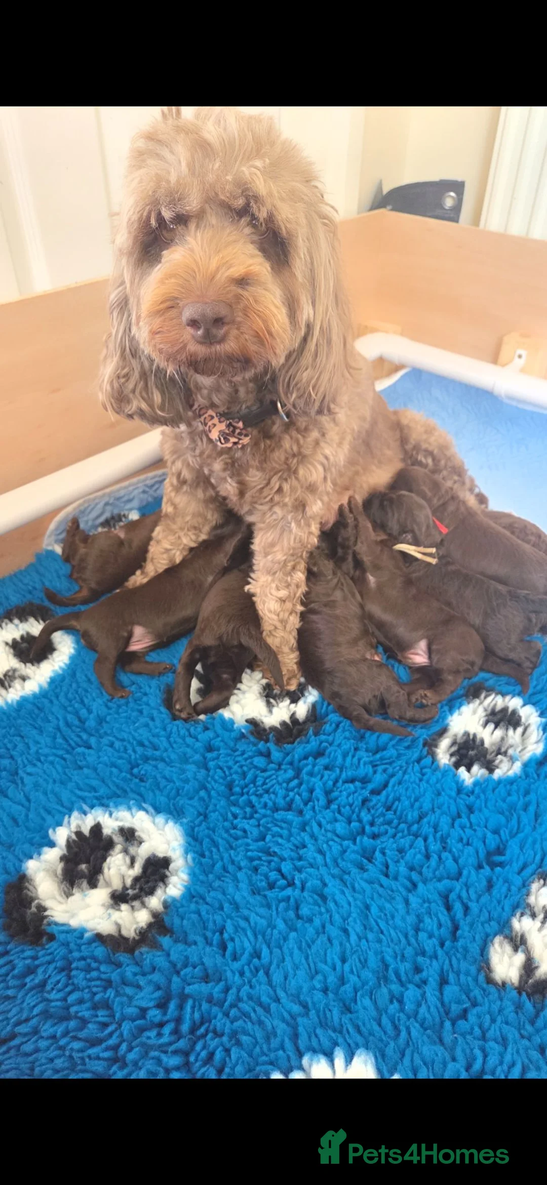 Cockapoo dogs for sale: Beautiful Chocolate Cockapoos  in Stafford - Advert 1