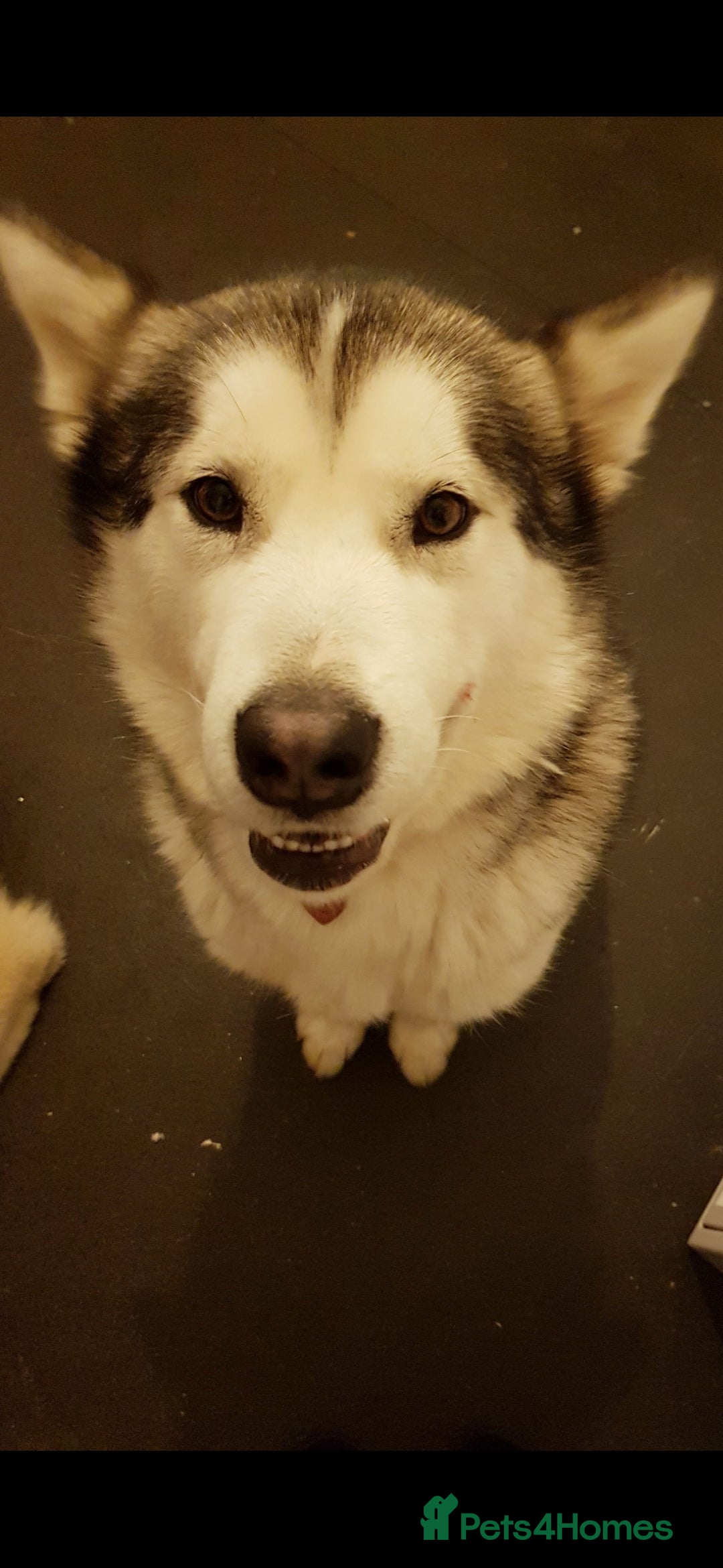 Utonagan dogs for sale: Malamute/Huskies  - Advert 2