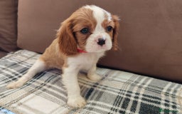 Cavalier King Charles Spaniel dogs for sale: KC Beautiful Cavalier King Charles puppies - Image 24