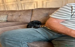 Cavapoo dogs for sale: Real Life Teddy Bears, Cavapoo babies  - Image 24