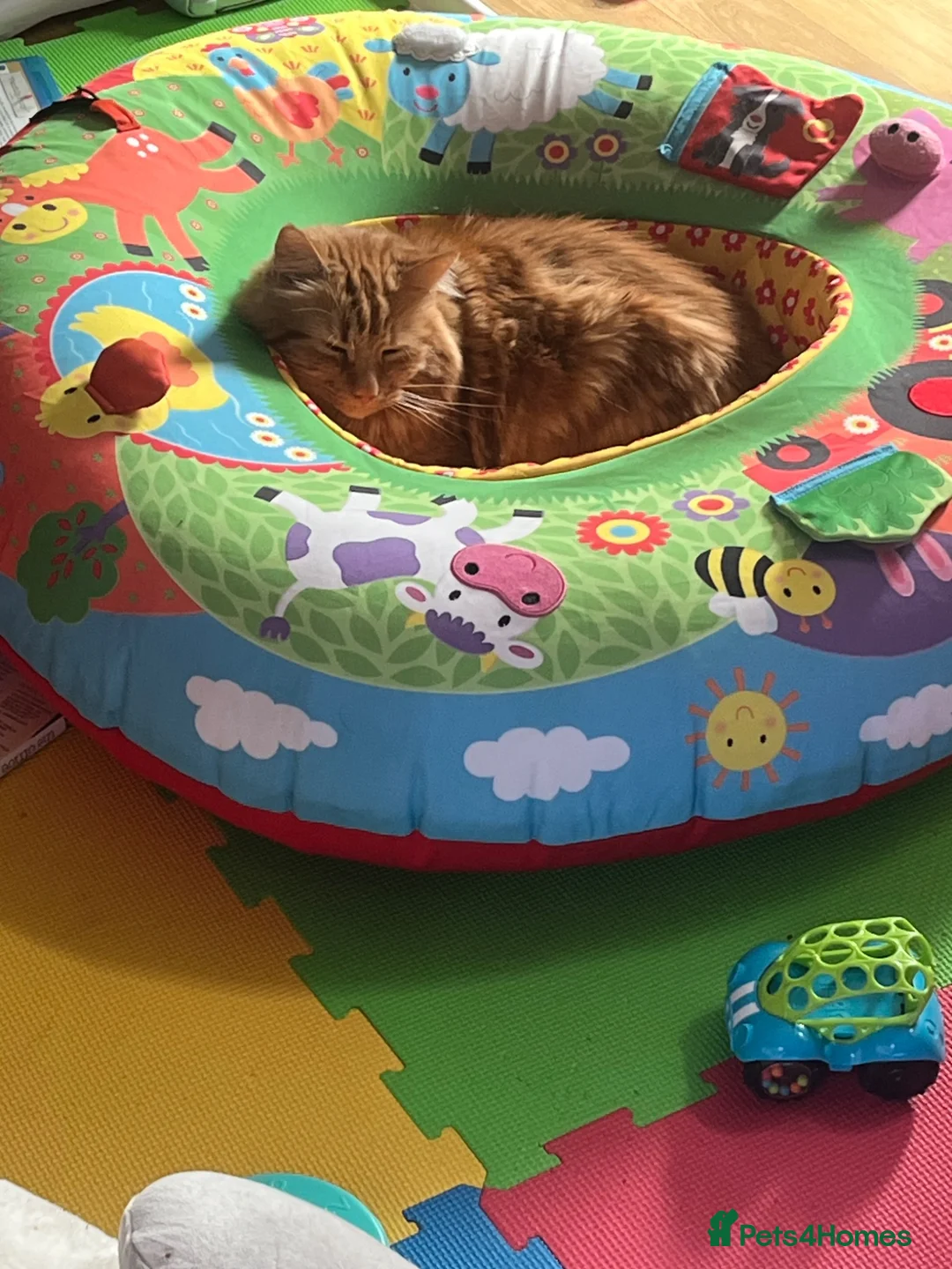 Mixed Breed cats for sale: Ginger house cat  - Advert 5