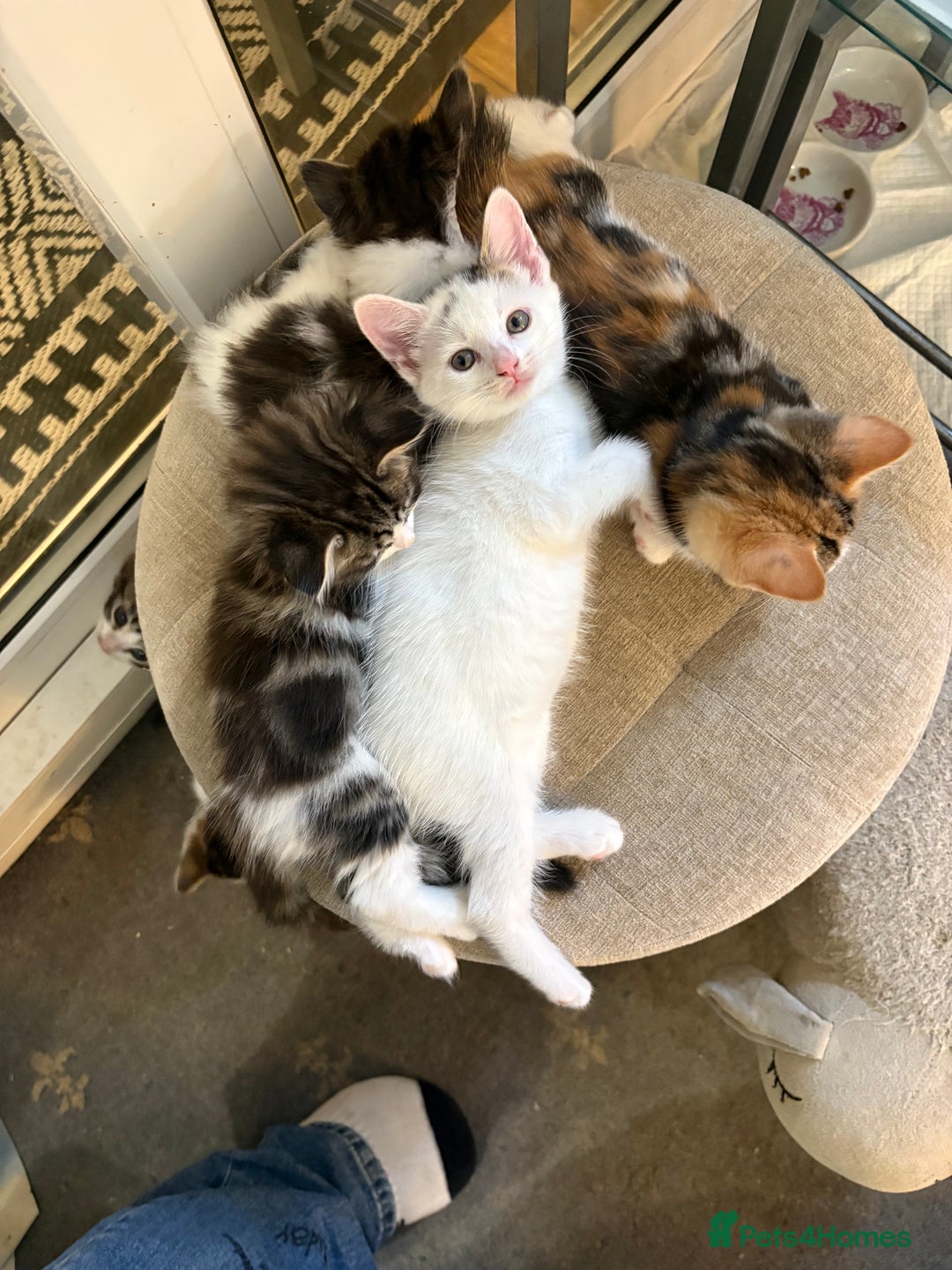 Mixed Breed cats for sale: Beautiful long and short haired kittens  - Advert 9