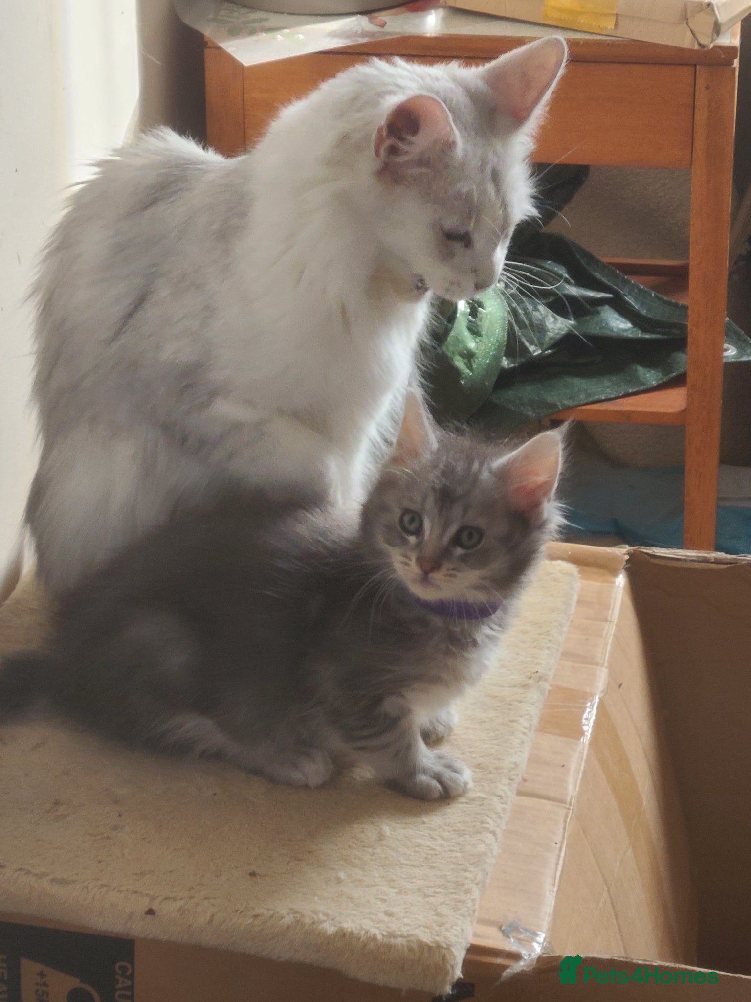 Maine Coon cats 7 adorable pedigree maine coon kittens - Advert 6