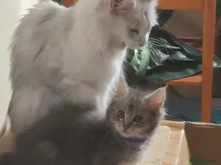 Maine Coon cats 7 adorable pedigree maine coon kittens - Advert 6