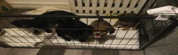Mixed Breed dogs for sale: cockapoo x collie poo - Advert 4