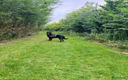 Rottweiler dogs for stud: Rottweiler Stud in Crewe - Image 2