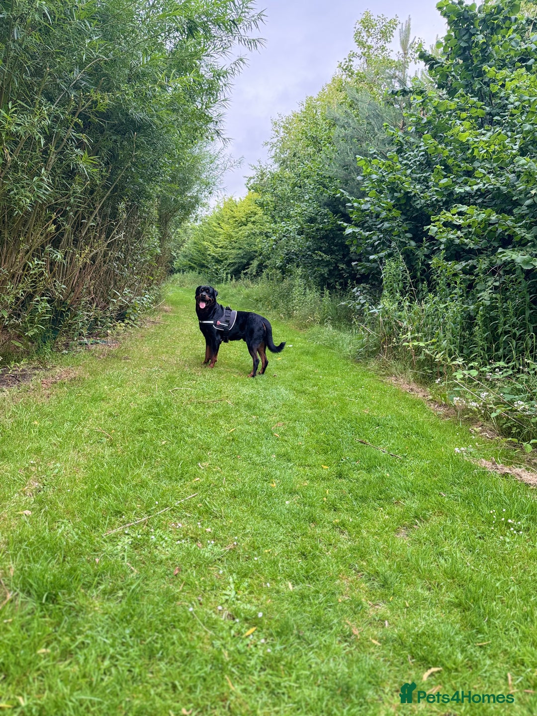 Rottweiler dogs for stud: Rottweiler Stud in Crewe - Image 2