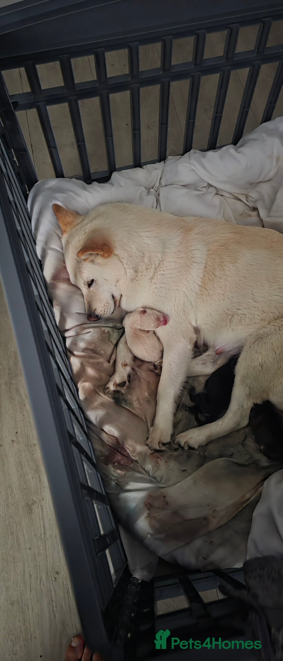 Mixed Breed dogs for sale: Chowski pups for sale - Image 5