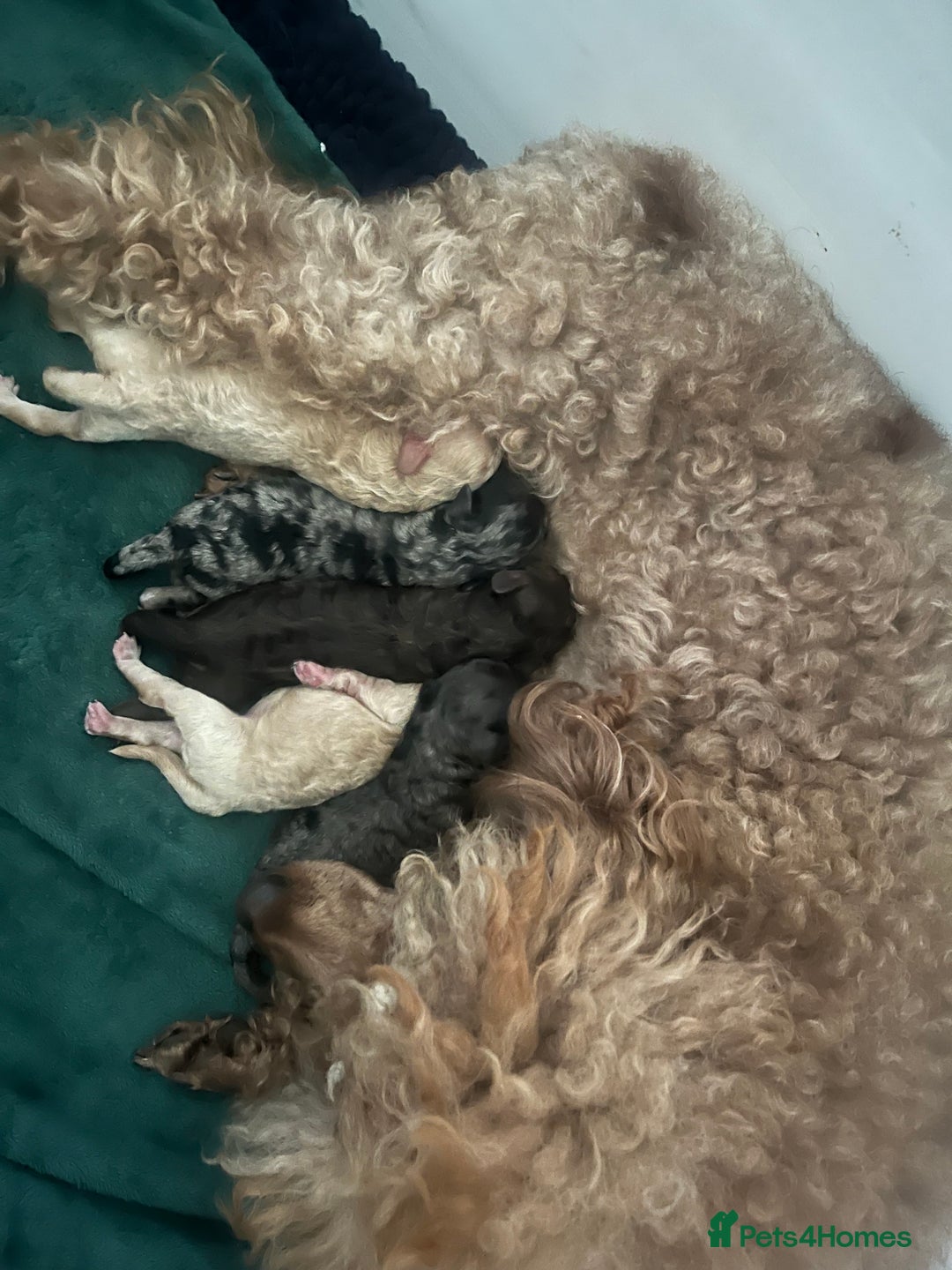 Miniature Poodle dogs for sale: Beautiful miniature poodles  - Advert 2