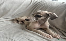 Mixed Breed dogs for sale: Collie Whippet Greyhound  - Image 17