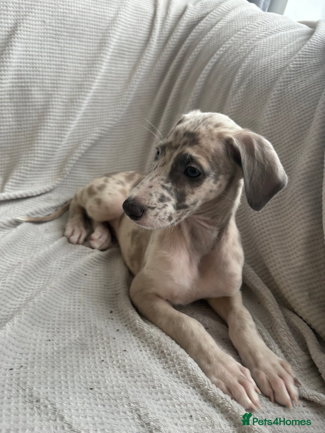 Mixed Breed dogs for sale: Collie Whippet Greyhound  - Image 17