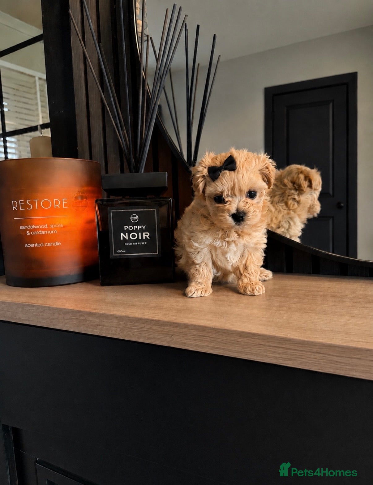 Maltipoo dogs exquisite Asian Maltipoo Puppies  - Advert 8