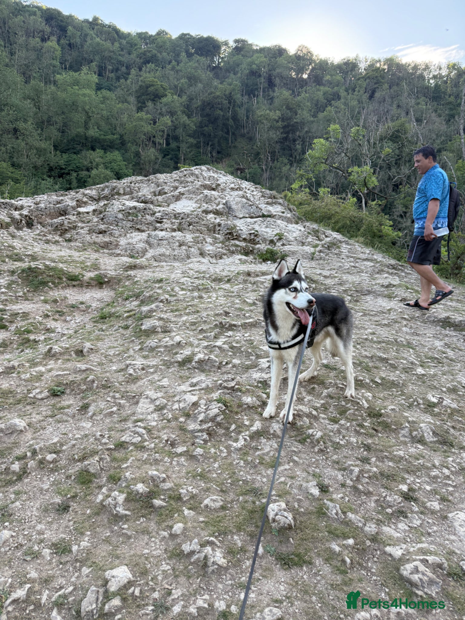 Siberian Husky dogs Siberian husky  - Advert 6